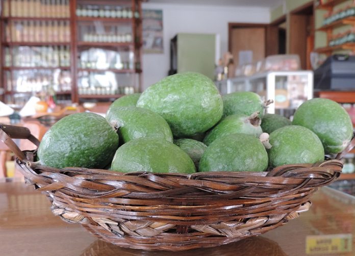 feijoa