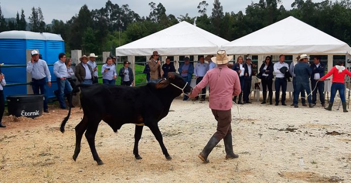 ganado-vaca-