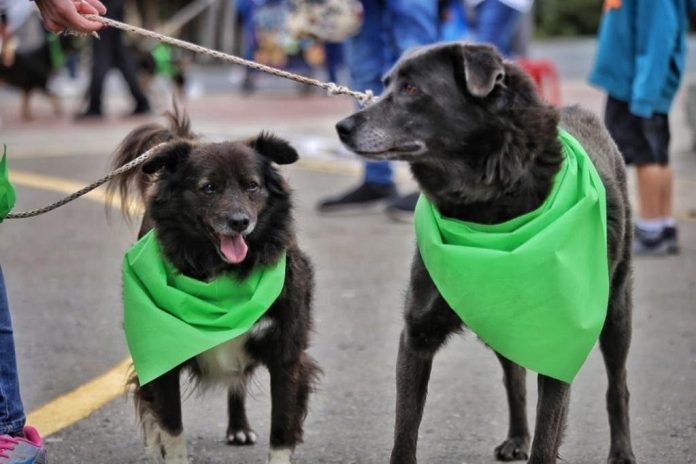 perros