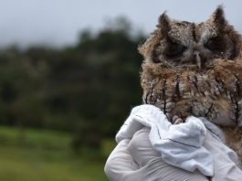 Liberan Búho Currucutú en el suroriente de Boyacá