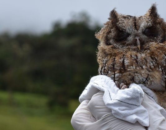 Liberan Búho Currucutú en el suroriente de Boyacá