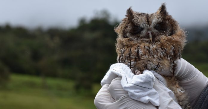buho-boyaca