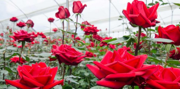 Cultivo de rosas