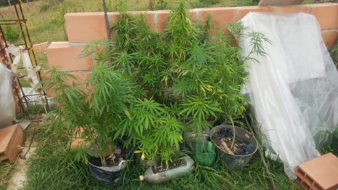 mariguana-marihuana