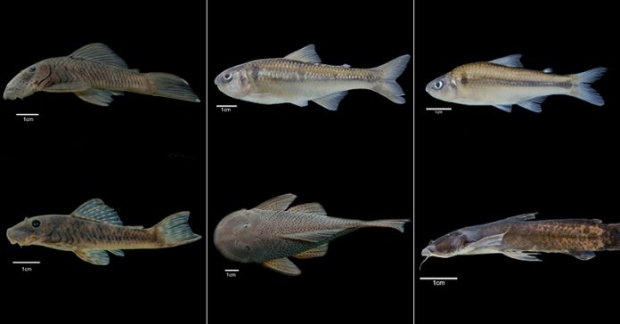 peces-boyaca