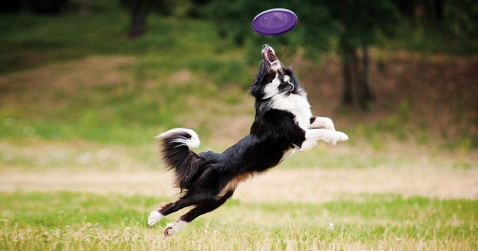 perro-disc-dog