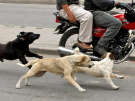 “En Tunja hay grandes cifras de abandono de perros”: Concejal Juan Escobar
