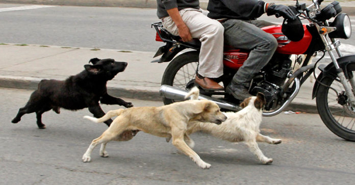 perros-calle-moto-tunja-ELDAIRIO