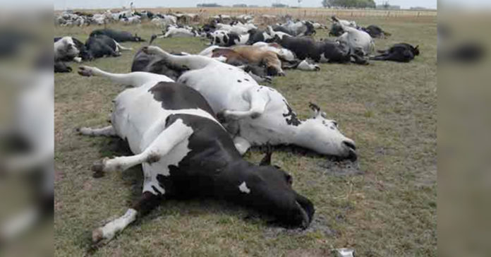vacas-muertas