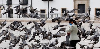 Conversaciones de palomas