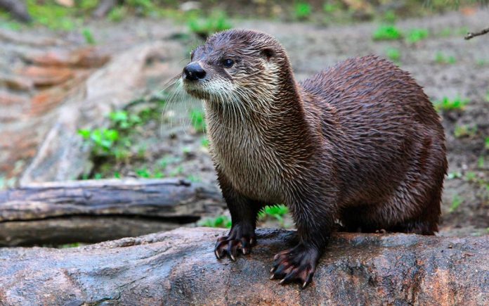 Nutria de Río