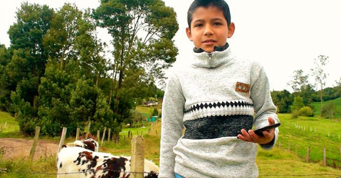 vaca-campo-celular