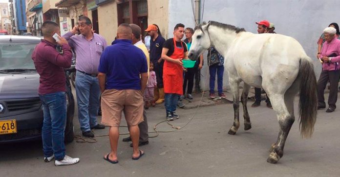 caballo-calle-sogamoso