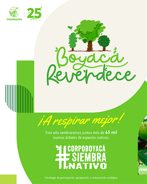 boyacareverdece1