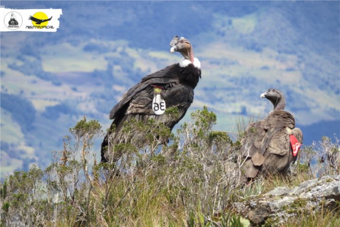 Condor