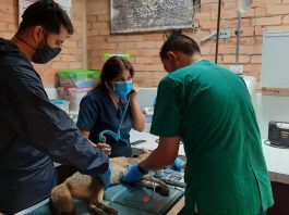 Se rescataron 360 especies de animales entre 2020 y 2021