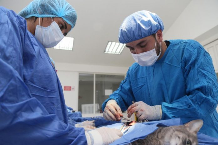 veterinaria-uptc