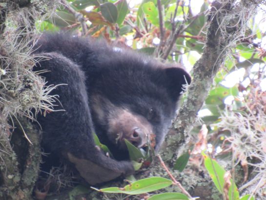 Oso de anteojos
