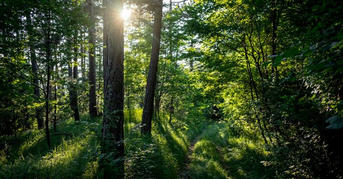 naturaleza-arbol-bosque-carbono