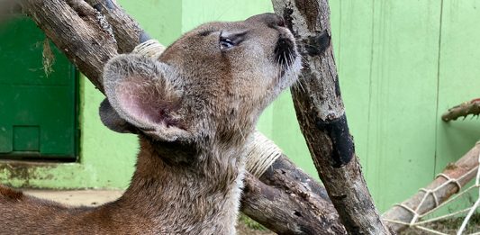 Una puma llega a Garagoa para rehabilitación
