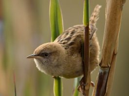 Nueve especies de aves del Lago de Tota están en peligro de extinción