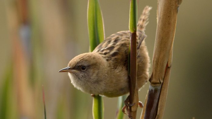 1280px-Cistothorus_apolinari_(17186001322)