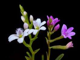 Lanzamiento de la cartilla: Orquídeas de Boyacá