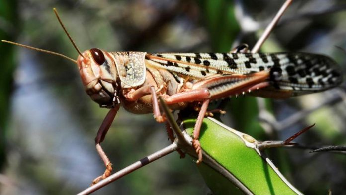 langosta
