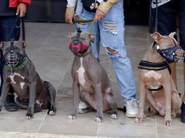 Estas razas de perros deben llevar bozal en Colombia