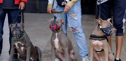 Estas razas de perros deben llevar bozal en Colombia