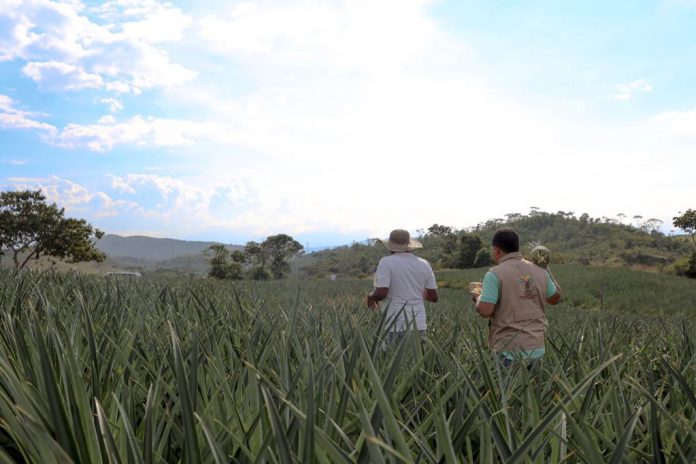 tierra campo