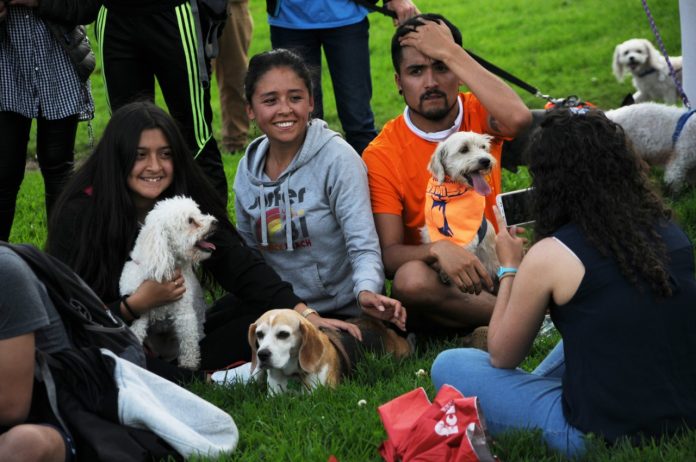 perros familia