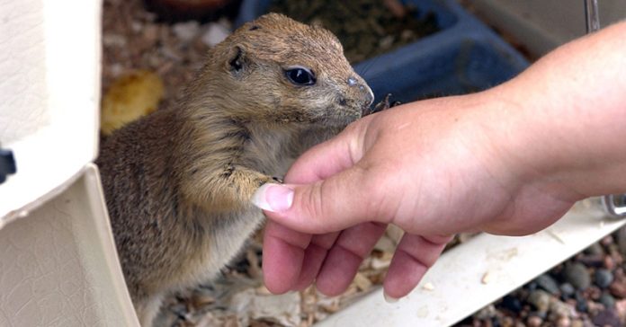 mascota