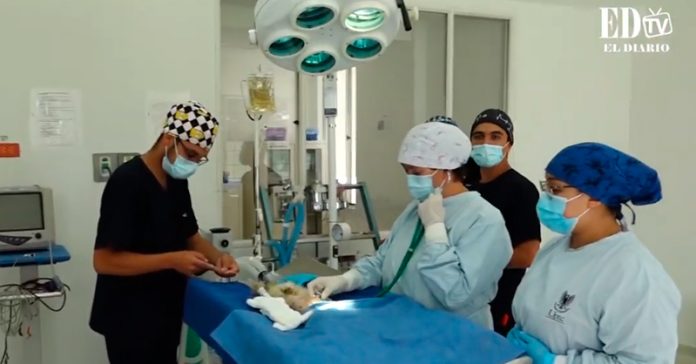 veterinaria-uptc3