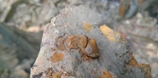 Rocas del Devónico, posible fuente para reserva de hidrocarburos ante futura escasez