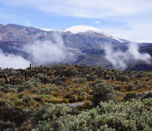 Delicada, pero crucial: el papel de la niebla en los páramos colombianos