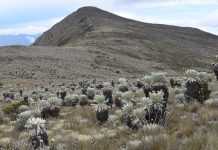 La génesis del agua: Una visita al Páramo de Siscunsí
