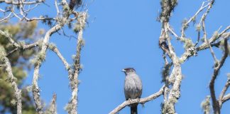En Pajarito realizarán el Primer Festival de Aves del río Cusiana