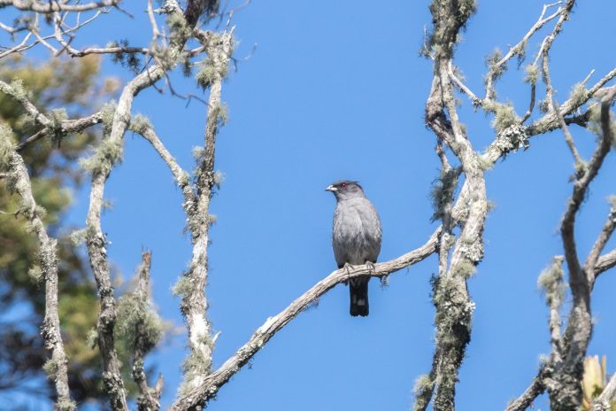 ave pajaro