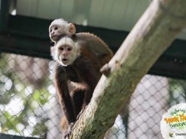 Monos, guacamayas y chigüiros regresaron a la libertad en Paz de Ariporo, Casanare