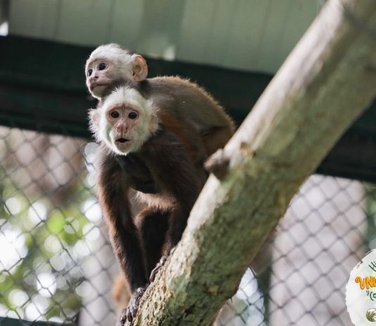 Monos, guacamayas y chigüiros regresaron a la libertad en Paz de Ariporo, Casanare