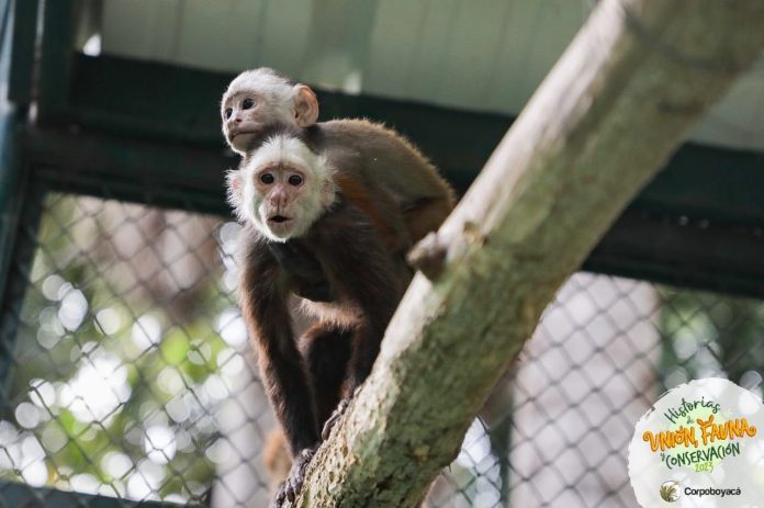 monos