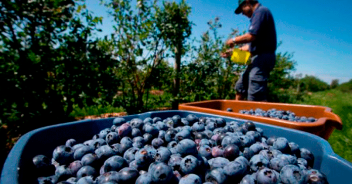 fruta-exporta-arandano