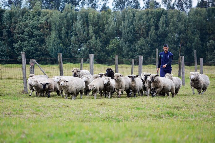 ovejas campo