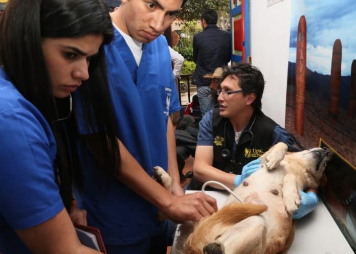 perro veterinario mascota