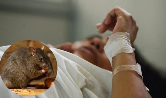 Leptospirosis