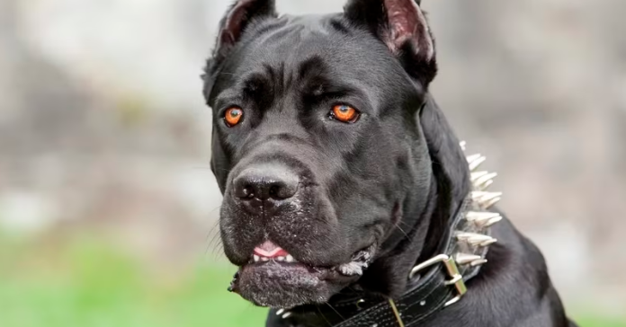 perro