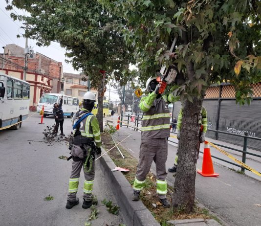 Se realizará la poda de 6.994 árboles en Tunja
