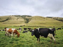 Presentan la caracterización del sector lechero en Boyacá