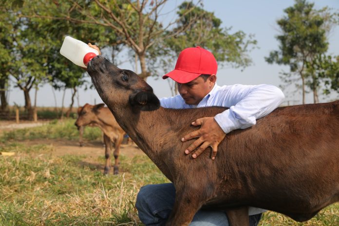 vaca campo leche